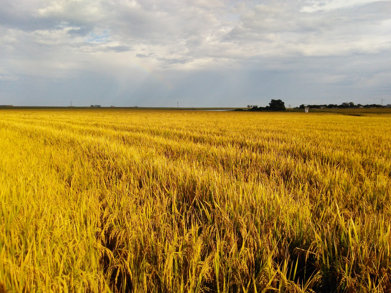 Condições climáticas desfavoráveis estão por trás dos aumentos nos alimentos, diz IBGE