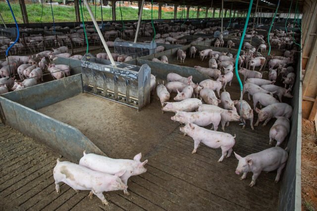Custos de produção de suínos e frangos recuam pela primeira vez no ano