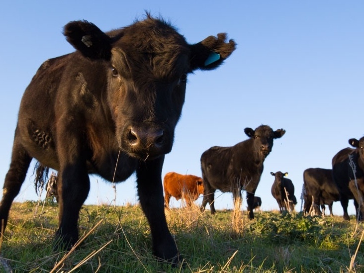 Brasil suspende exportações de carne bovina à China